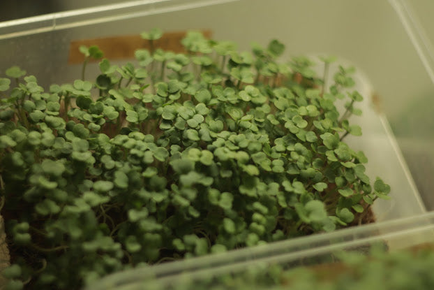 rocket-Microgreens