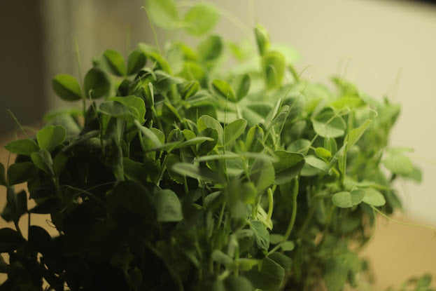 pea-sugar-pod-Microgreens