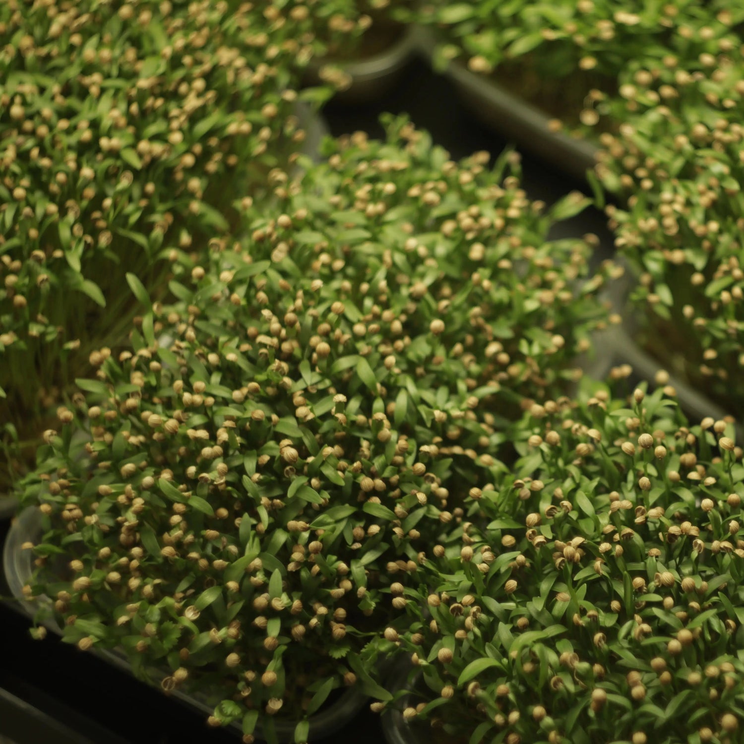 coriader_microgreens_kingsharvest