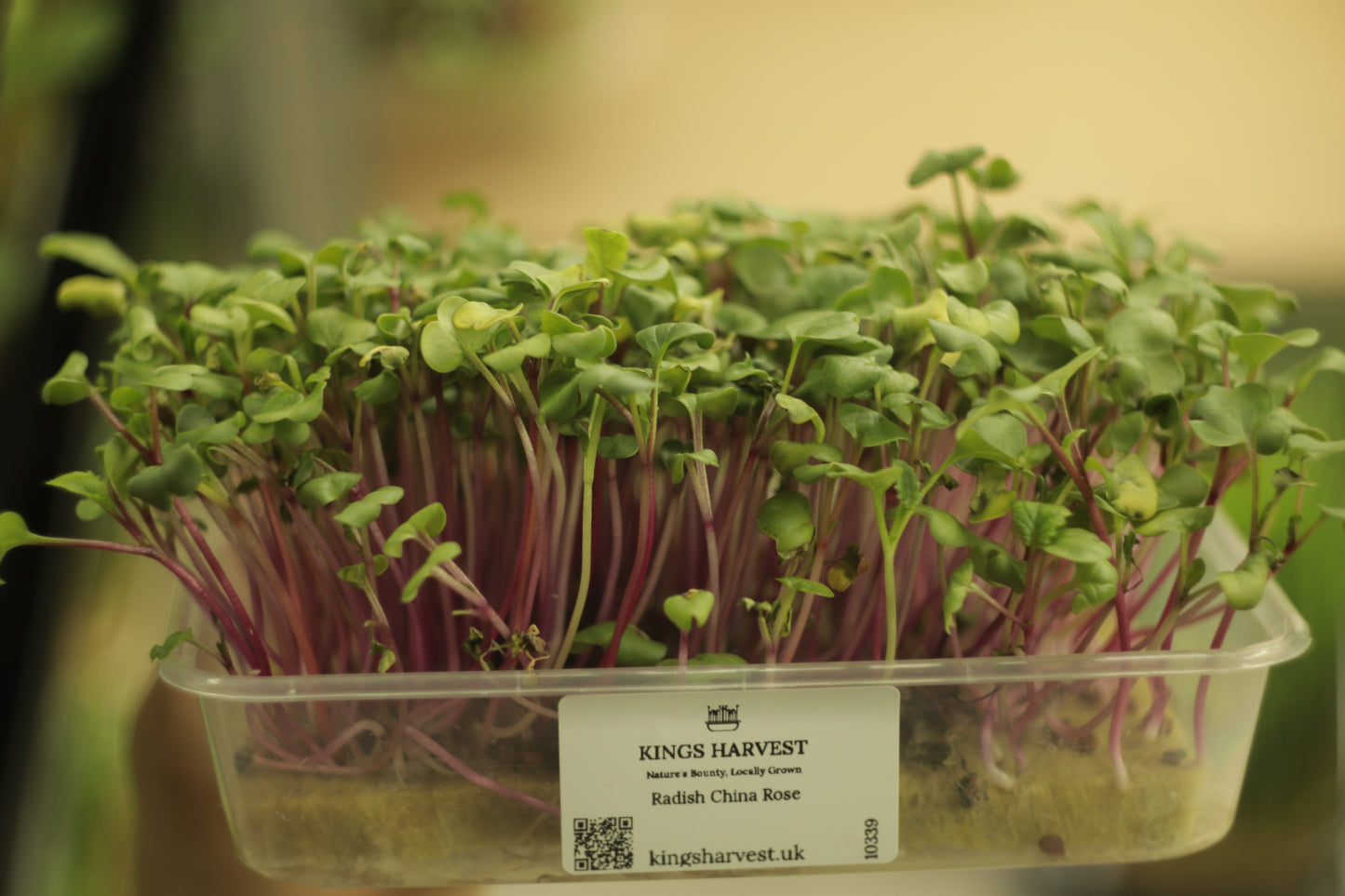Radish China Rose