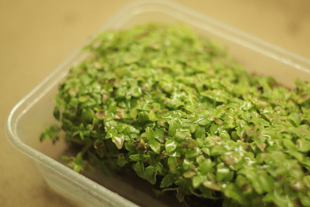 basil-greek-round-Microgreens