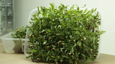 coriander-calypso-Microgreens