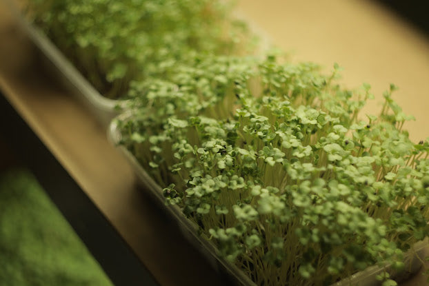 Broccoli Calabrese Green