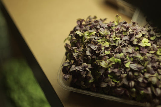 basil-red-Microgreens