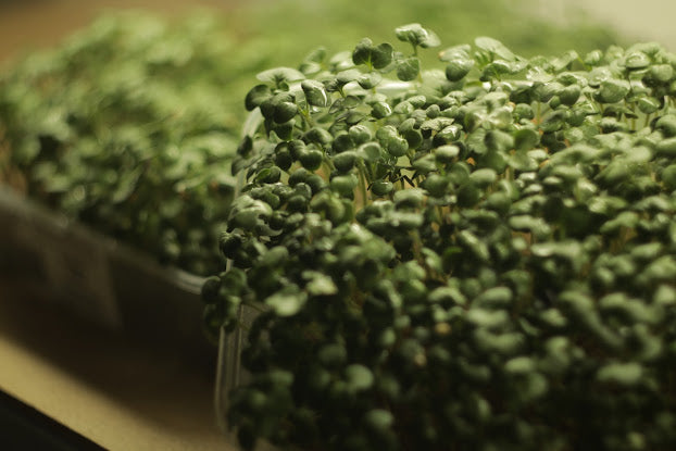 mustard-white-Microgreens