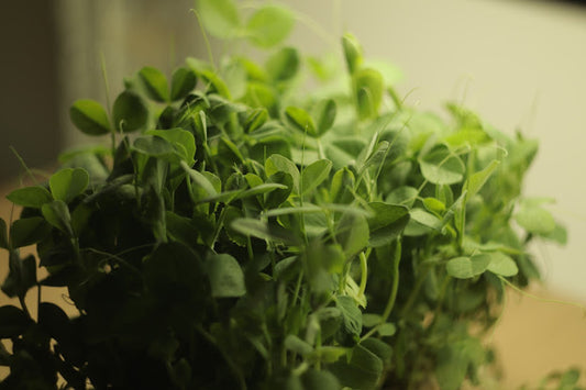 pea-sugar-pod-Microgreens