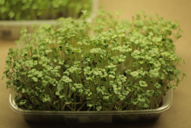 broccoli-calabrese-green-Microgreens