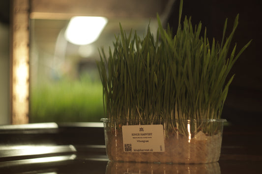 Wheatgrass