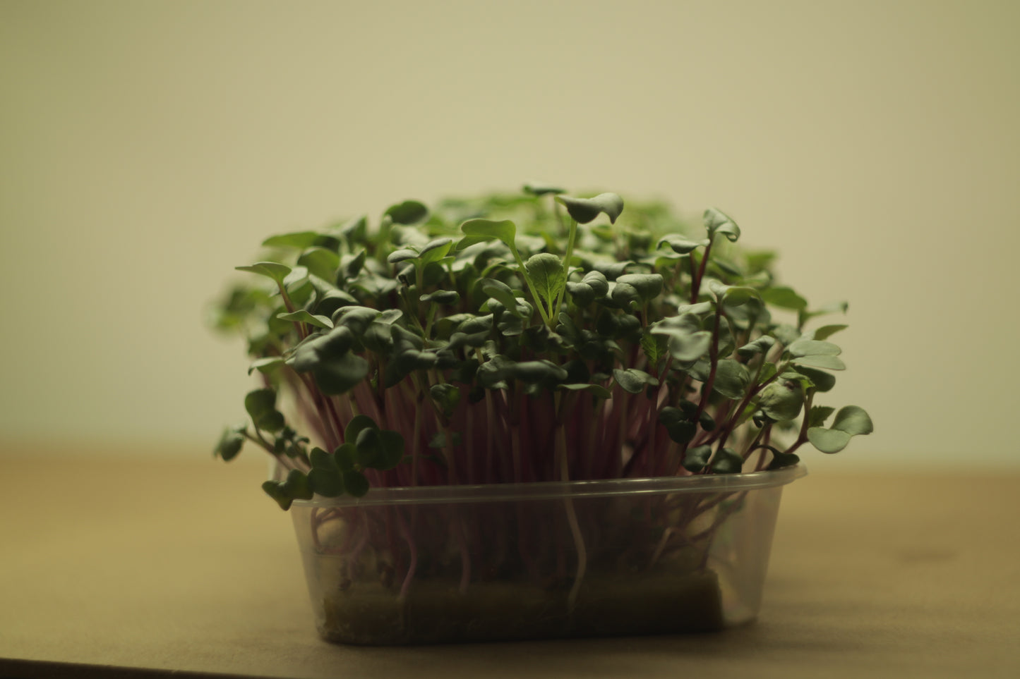 Radish China Rose