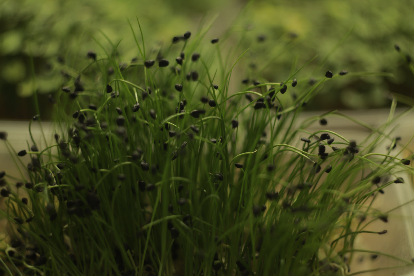 Garlic Chives