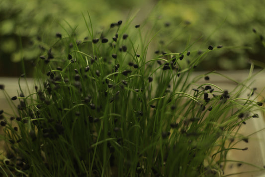Garlic Chives