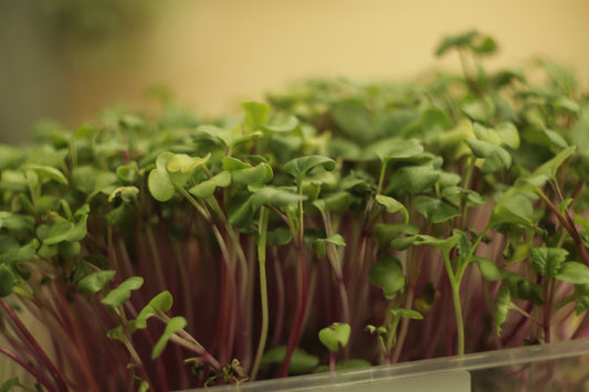 Radish China Rose