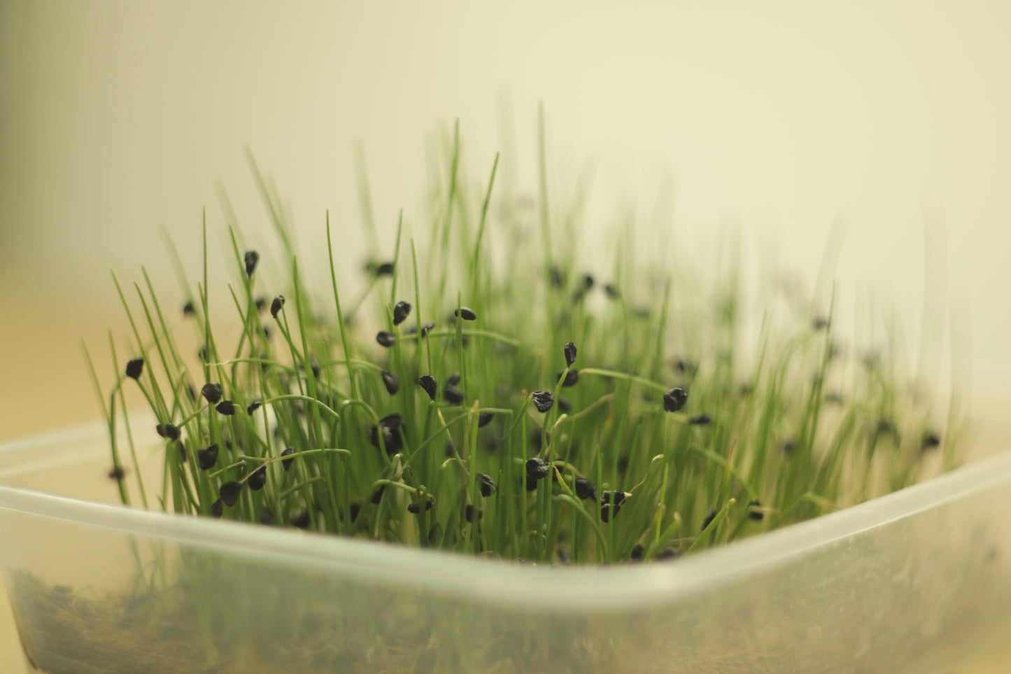 Garlic Chives