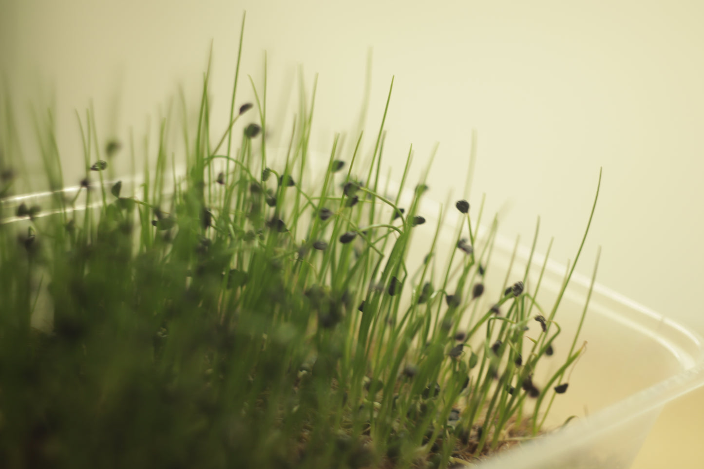 Garlic Chives
